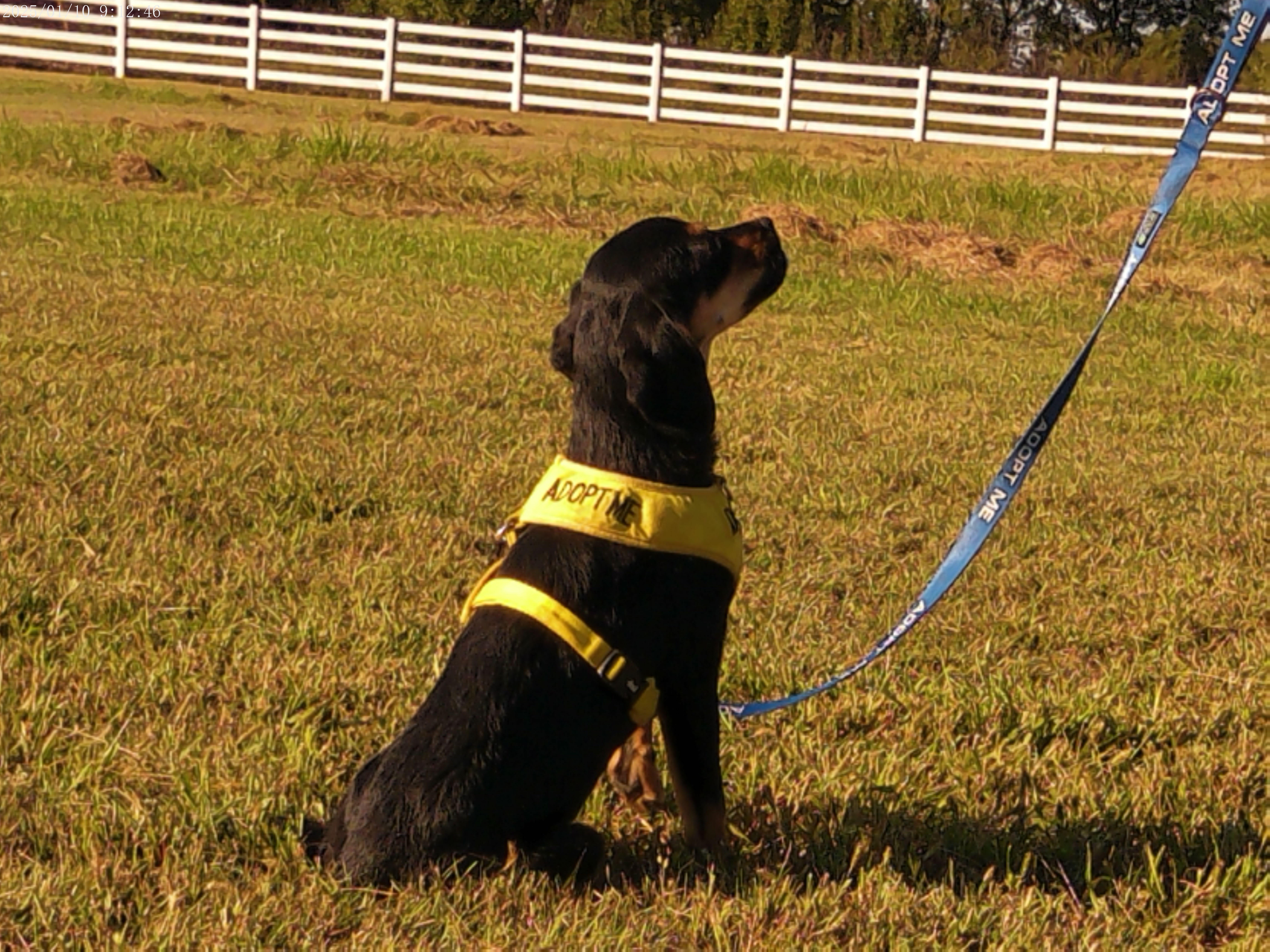 Meadow, a Adopted Mixed Breed in Glenpool, OK image 2/5