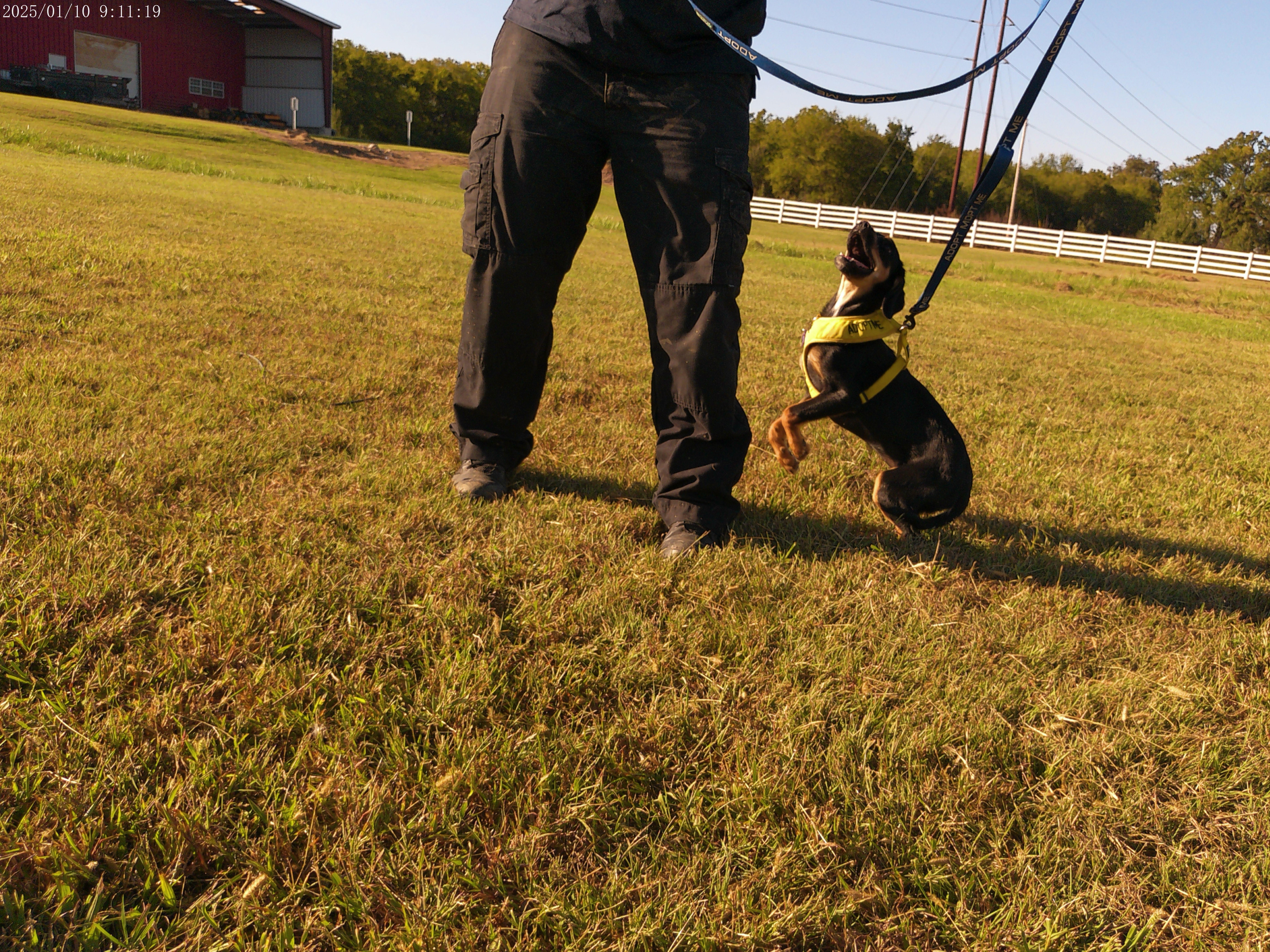 Meadow, a Adopted Mixed Breed in Glenpool, OK image 3/5