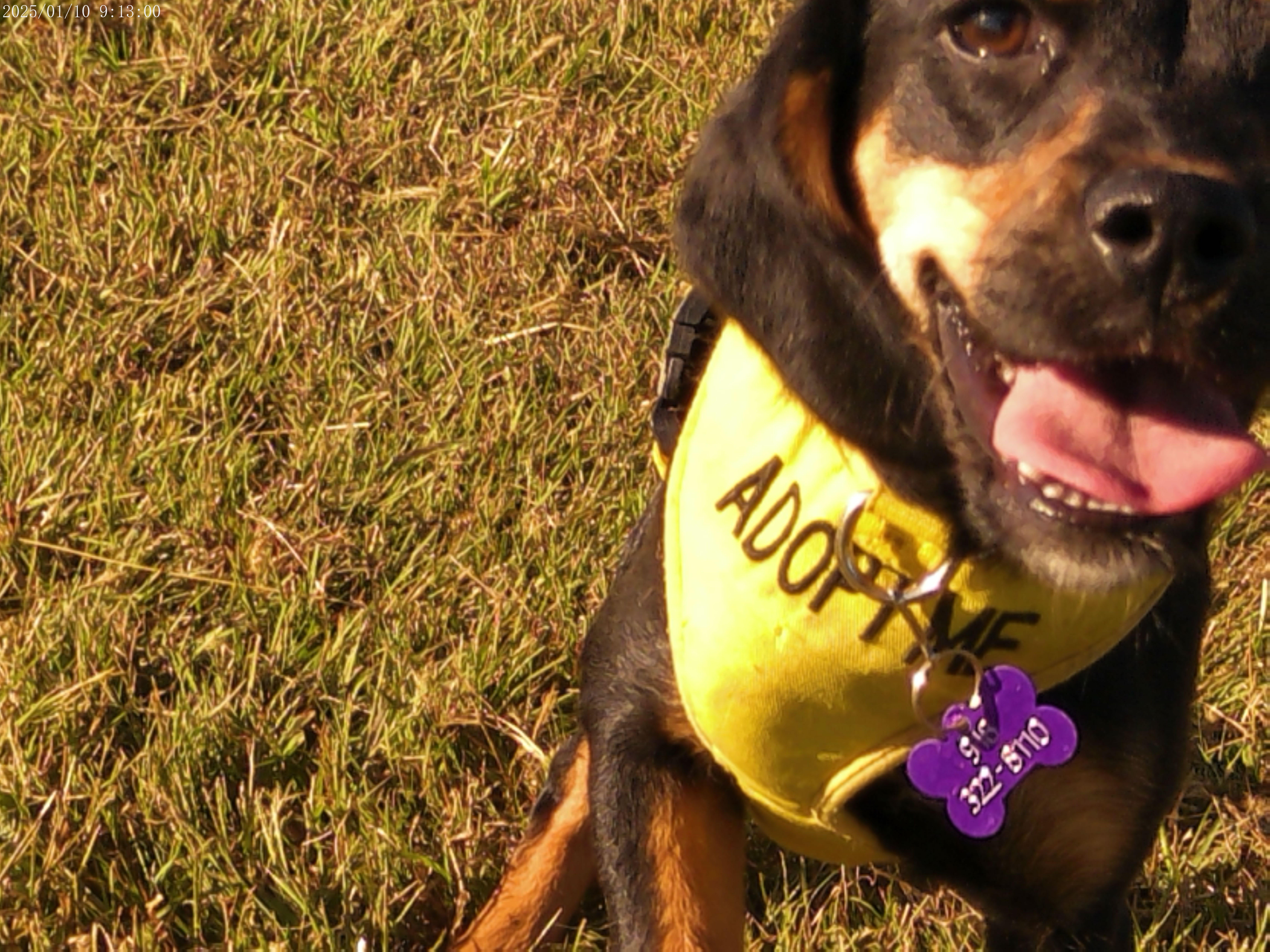 Meadow, a Adopted Mixed Breed in Glenpool, OK image 5/5