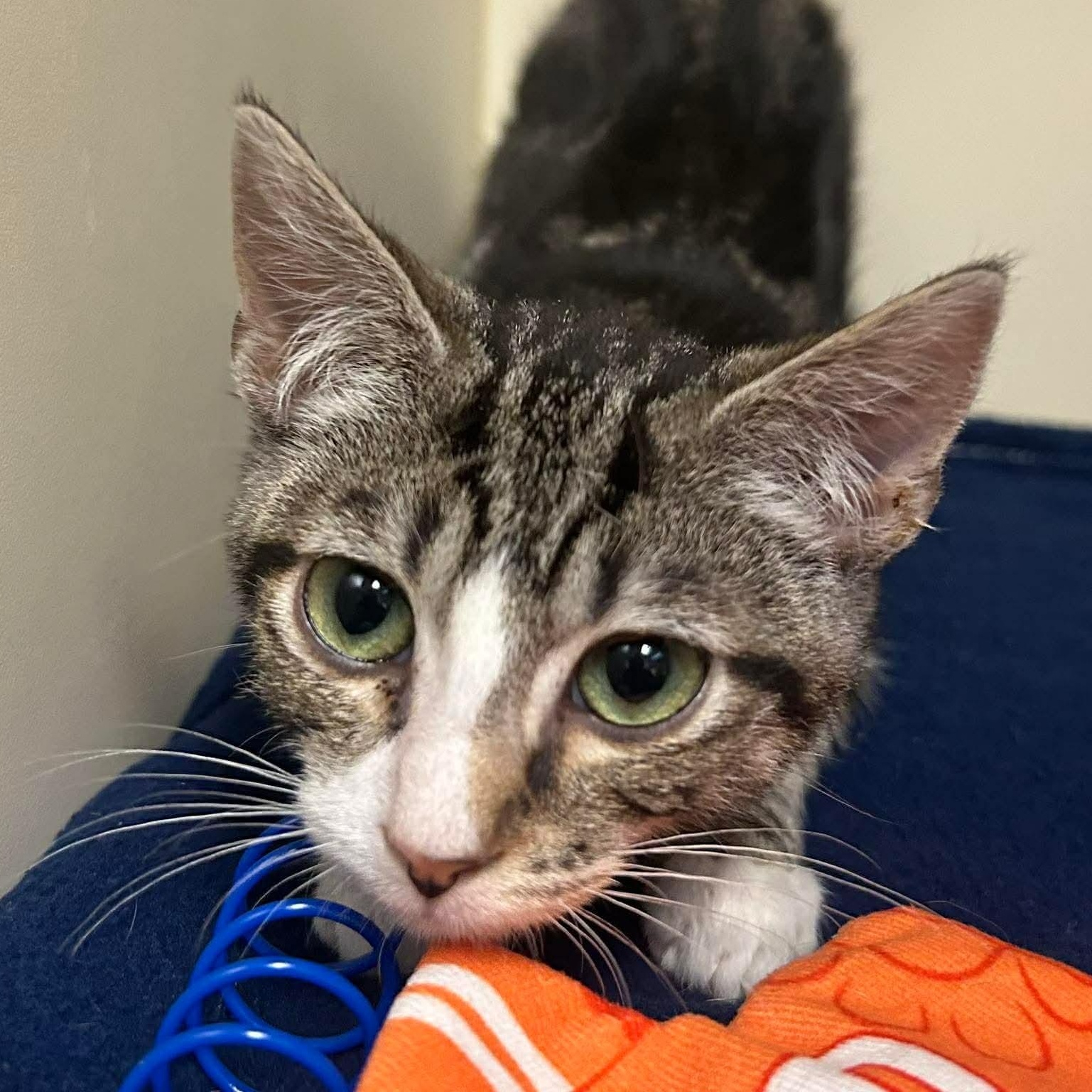 Enlarge Donut, an adopted Domestic Short Hair in Elyria, OH image 1/1