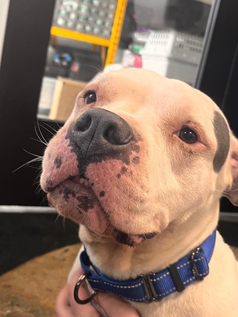 Enlarge Calypso, a Adoptable mixed breed in Crandon, WI image 1/1