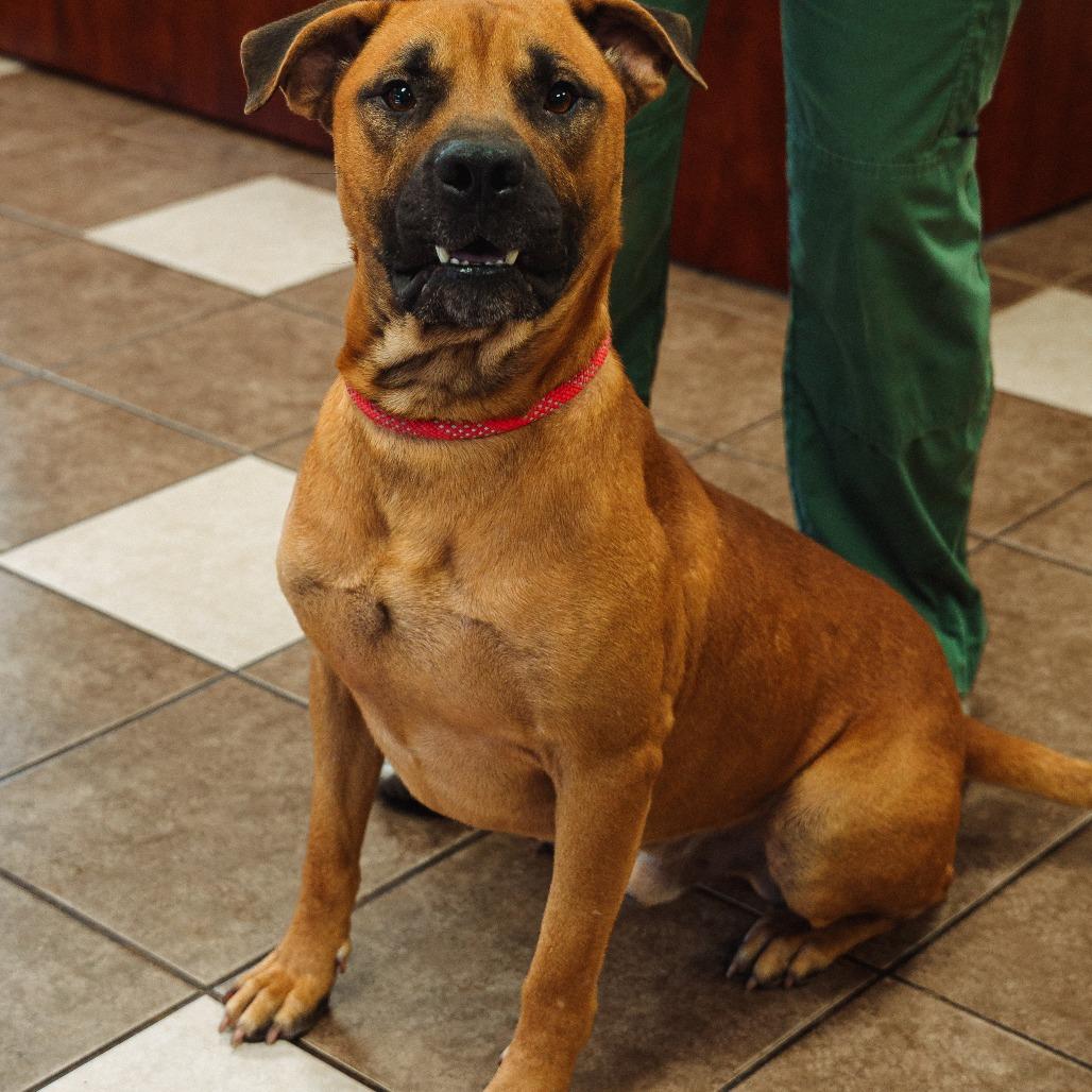 Mo(was Donatello), Adoptable, Adult Male Mixed Breed.