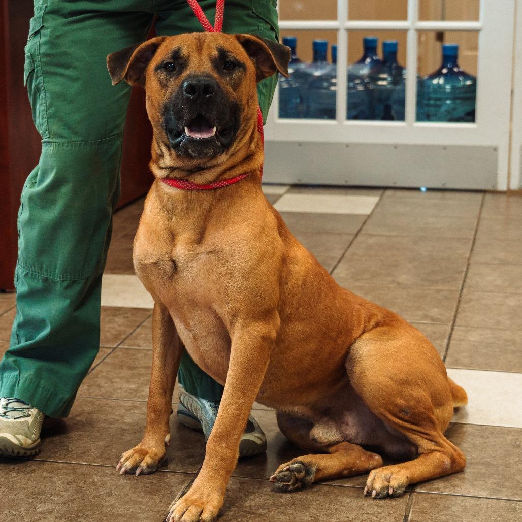 Enlarge Mo(was Donatello), a Adoptable Mixed Breed in Mocksville, NC image 2/4