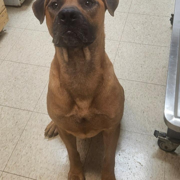 Enlarge Mo(was Donatello), a Adoptable Mixed Breed in Mocksville, NC image 3/4