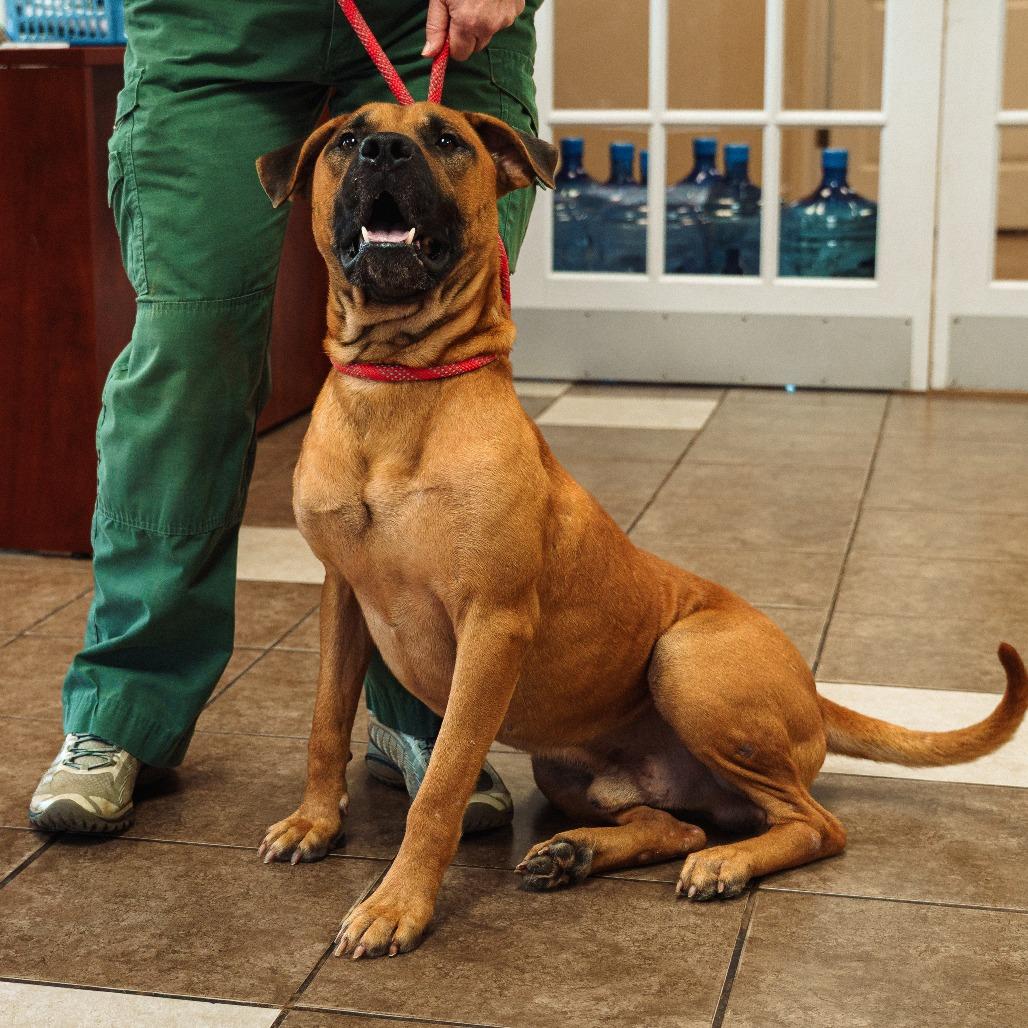 Enlarge Mo(was Donatello), a Adoptable Mixed Breed in Mocksville, NC image 4/4