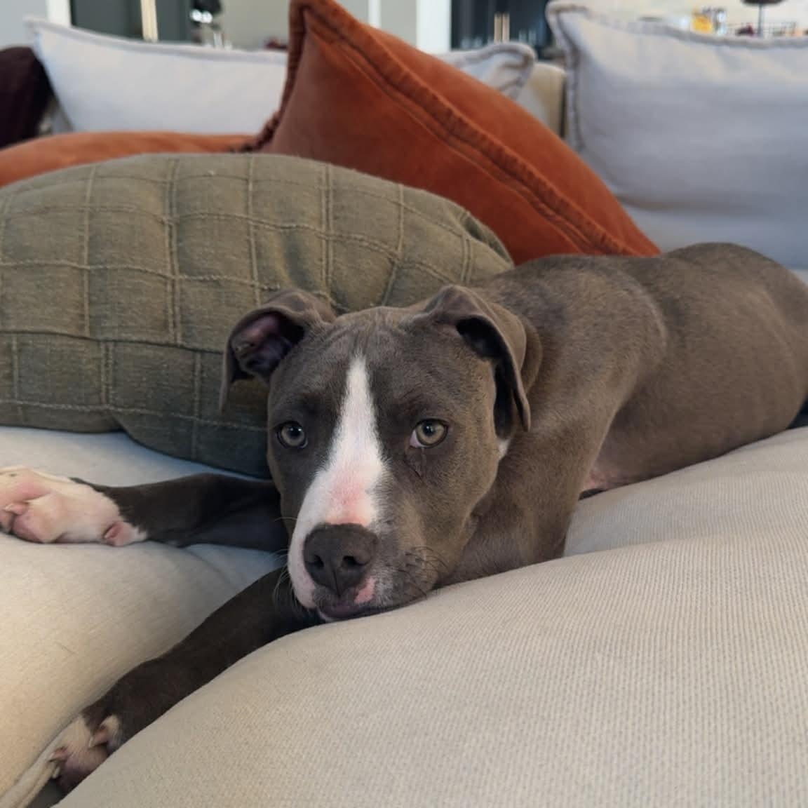 Enlarge Carter, an adopted mixed breed in Schenectady, NY image 2/6