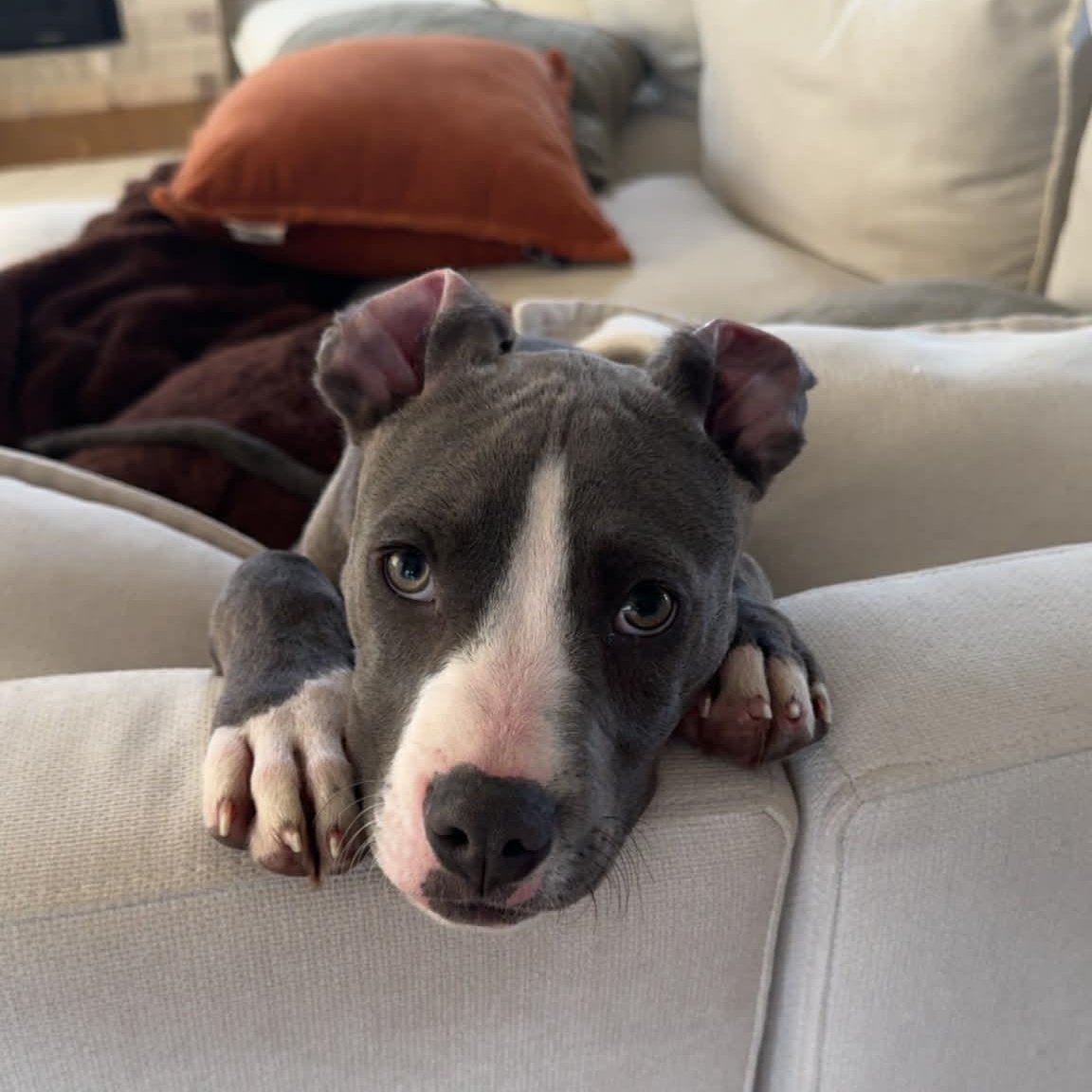 Enlarge Carter, an adopted mixed breed in Schenectady, NY image 5/6