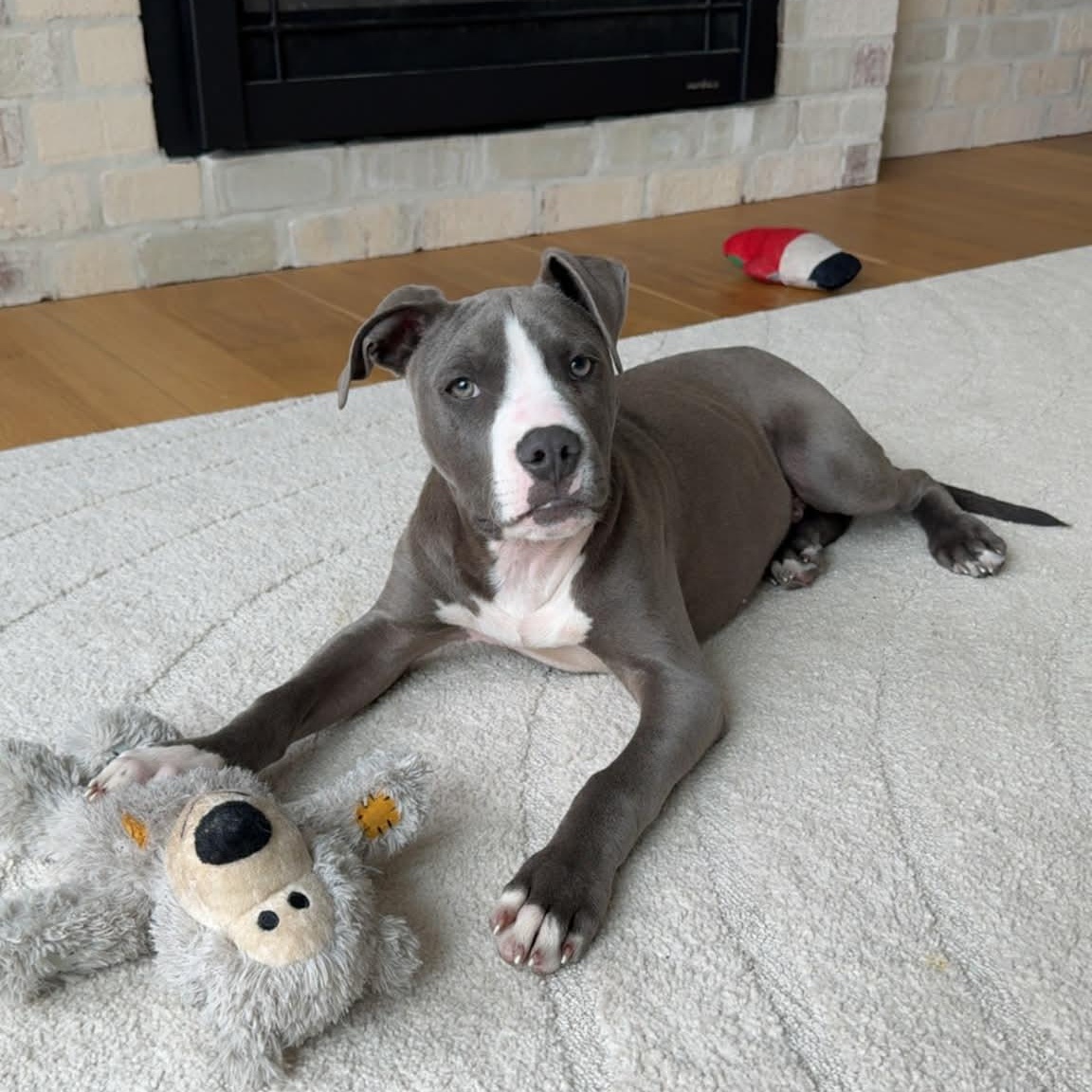 Carter, adopted, Puppy Male Pit Bull Terrier.