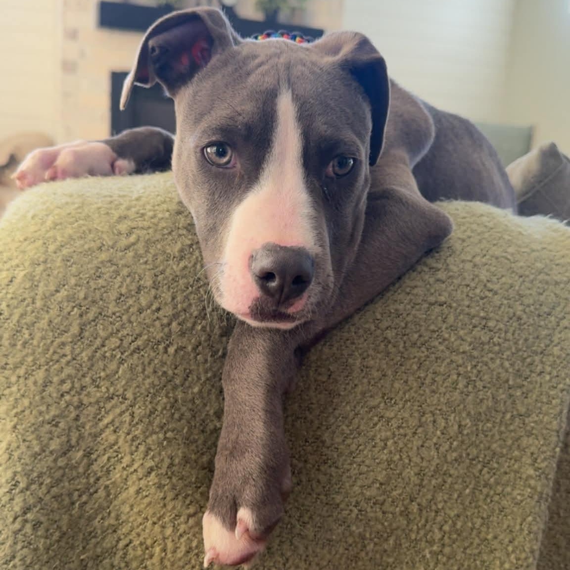 Enlarge Carter, an adopted mixed breed in Schenectady, NY image 4/6