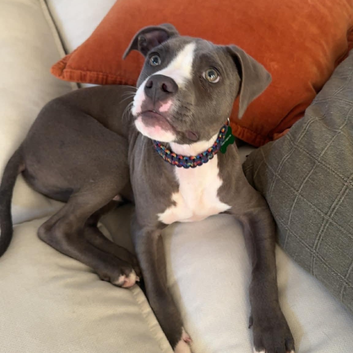 Enlarge Carter, an adopted mixed breed in Schenectady, NY image 3/6