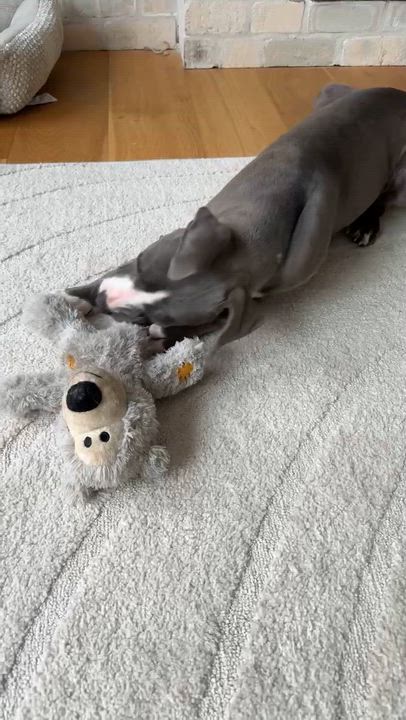 Enlarge Carter, an adopted mixed breed in Schenectady, NY video 6/6