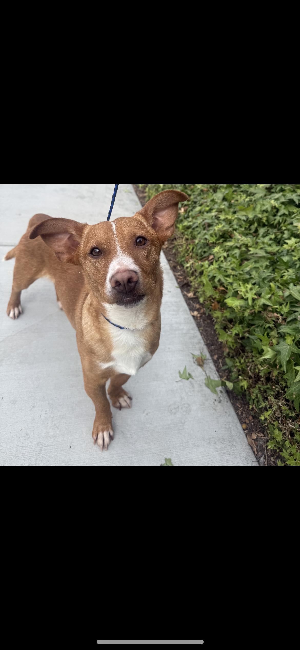 Buddy, Adoptable, Young Male Dachshund & Terrier.