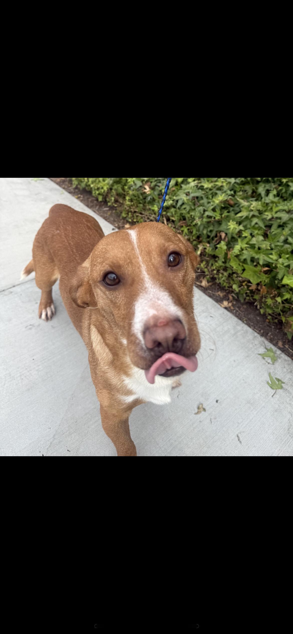 Enlarge Buddy, a Adoptable mixed breed in Hamden, CT image 4/6