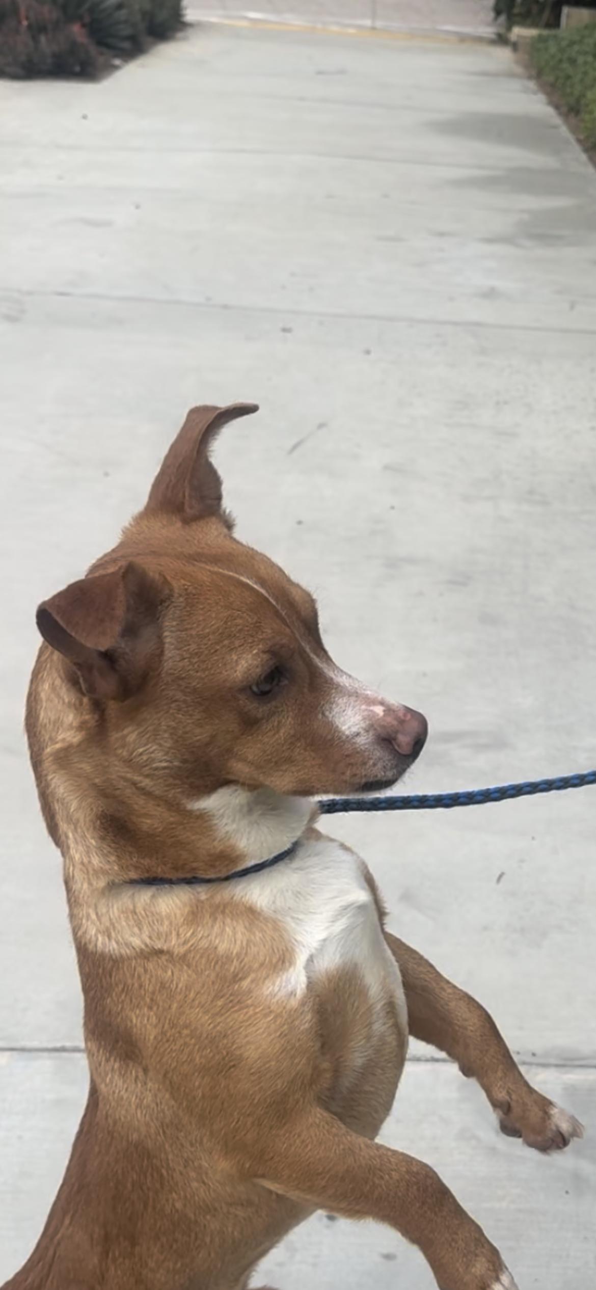 Enlarge Buddy, a Adoptable mixed breed in Hamden, CT image 2/6
