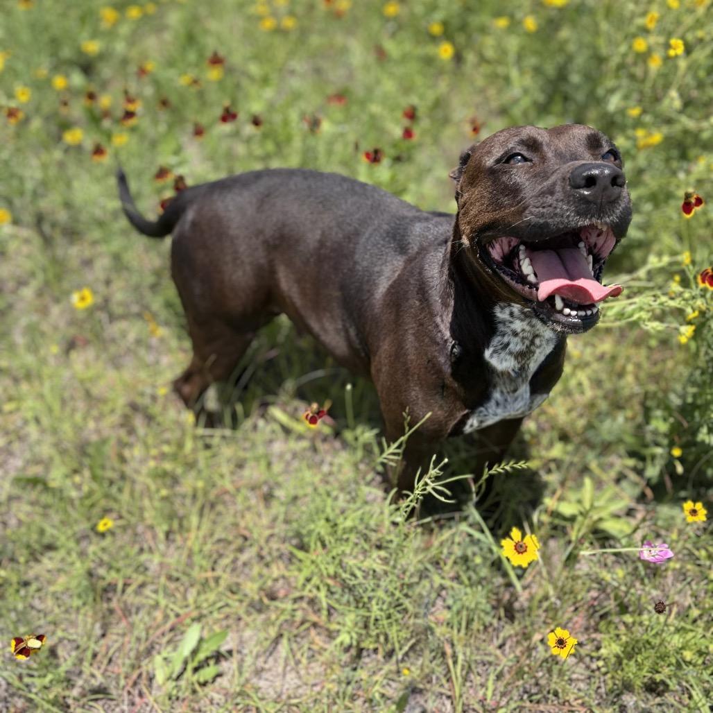 Layla 26-04-127, Adoptable, Adult Female Pit Bull Terrier.