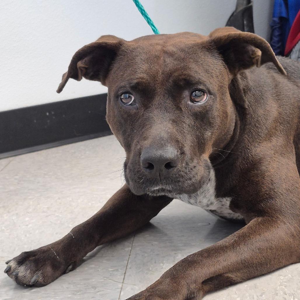 Layla 26-04-127, Adoptable, Adult Female Pit Bull Terrier.