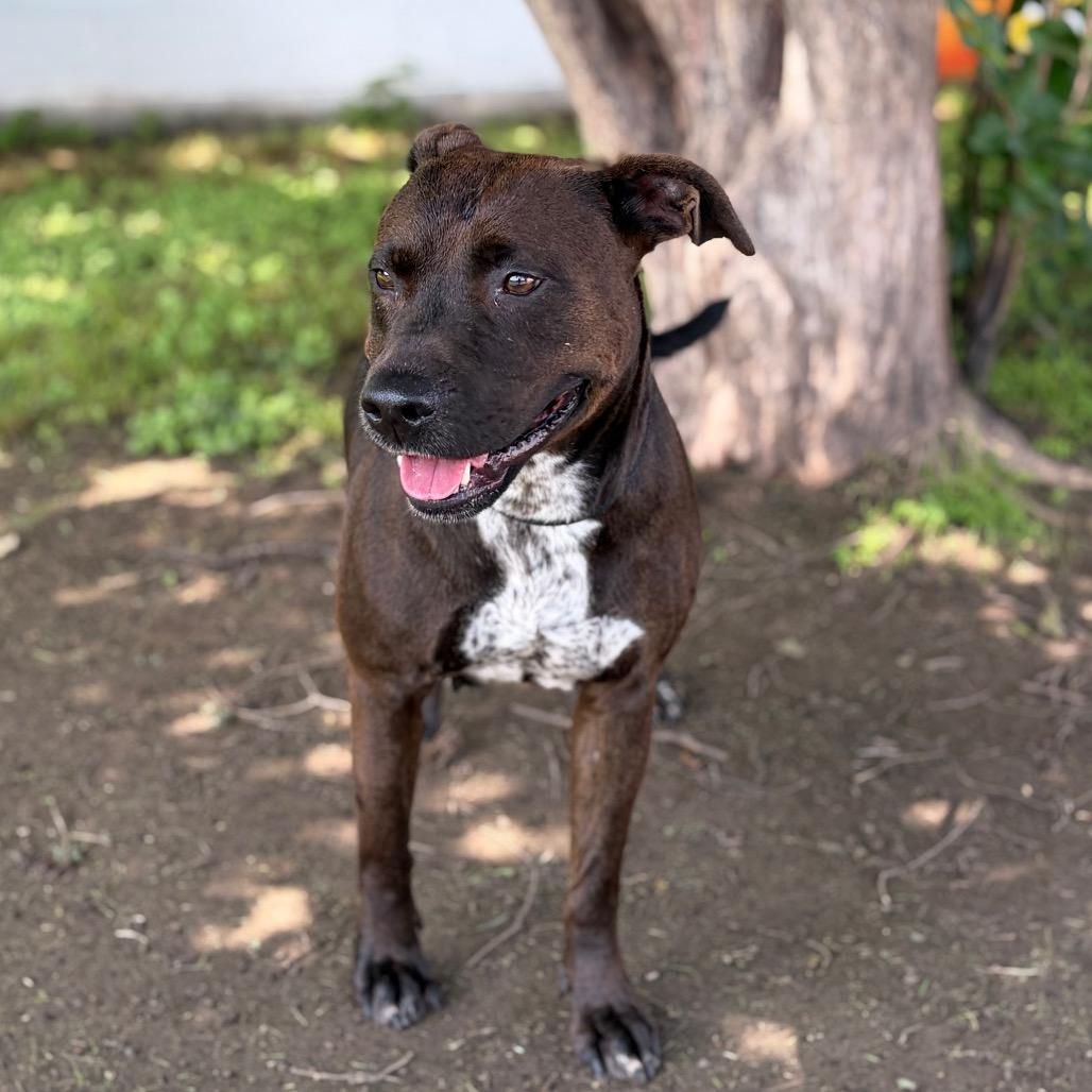 Enlarge Layla 26-04-127, a Adoptable Pit Bull Terrier in Bastrop, TX image 2/5