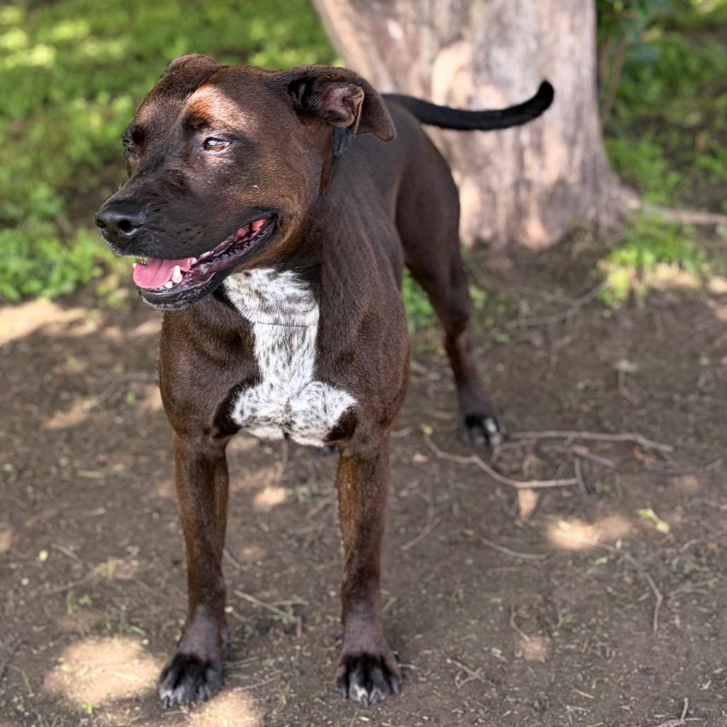 Enlarge Layla 26-04-127, a Adoptable Pit Bull Terrier in Bastrop, TX image 3/5