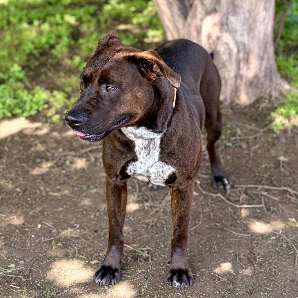 Enlarge Layla 26-04-127, a Adoptable Pit Bull Terrier in Bastrop, TX image 4/5