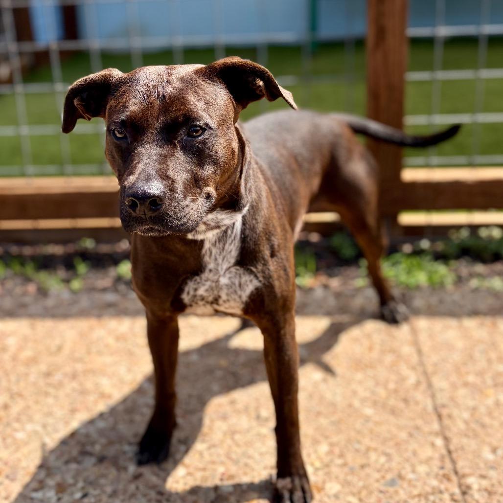 Enlarge Layla 26-04-127, a Adoptable Pit Bull Terrier in Bastrop, TX image 5/5