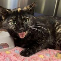 Dior, Adoptable, Young Female Domestic Short Hair.