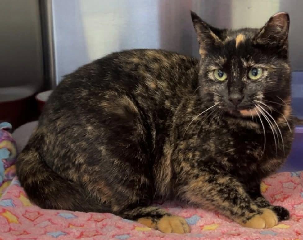 Dior, Adoptable, Young Female Domestic Short Hair.