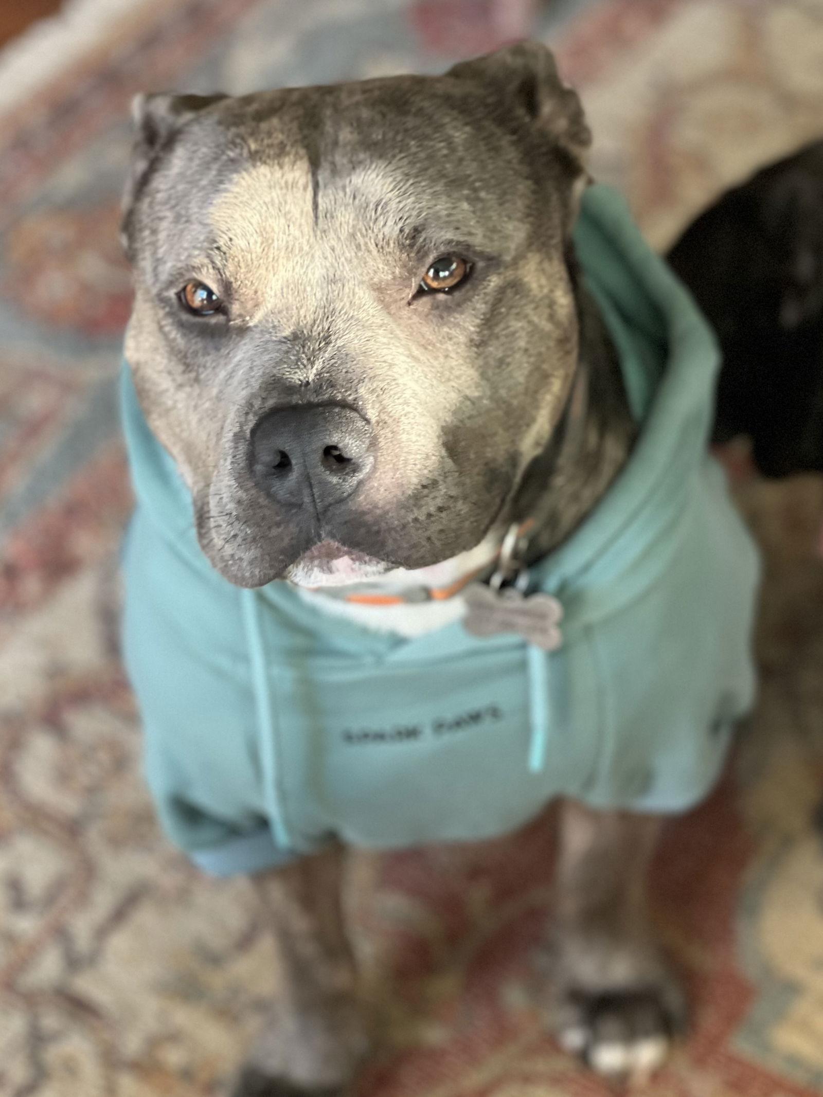 Enlarge Gussie, a Adopted Pit Bull Terrier in Lakemont, GA image 1/3