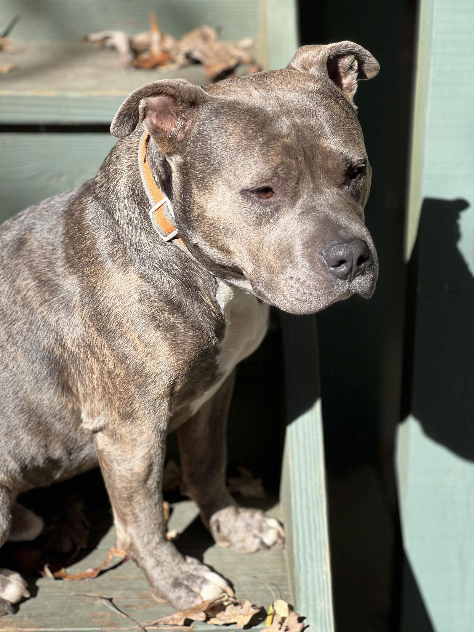 Enlarge Gussie, a Adopted Pit Bull Terrier in Lakemont, GA image 2/3