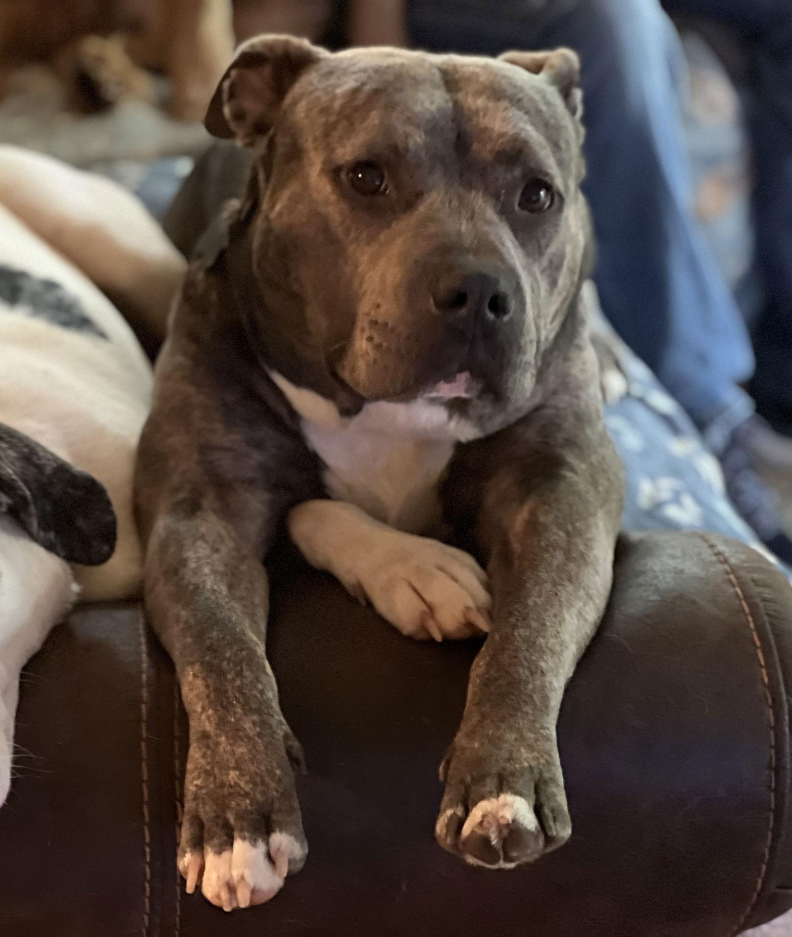 Enlarge Gussie, a Adopted Pit Bull Terrier in Lakemont, GA image 3/3