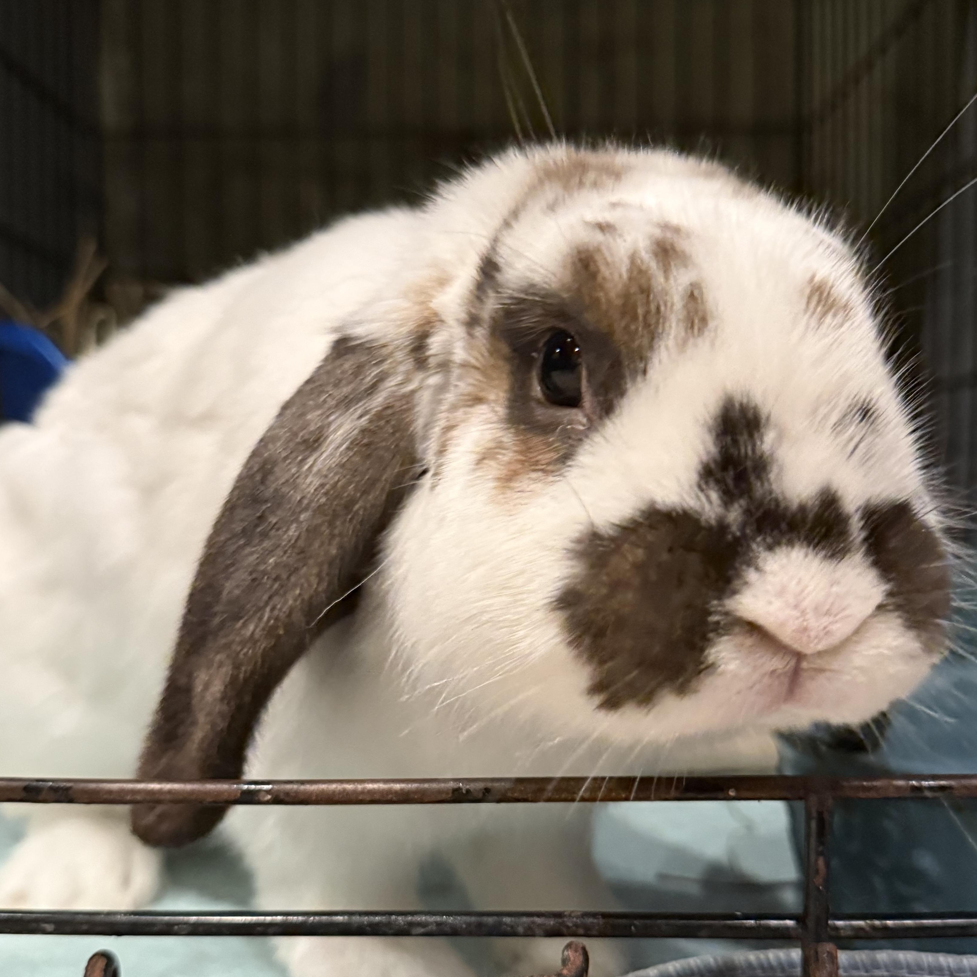 Hagar, ADOPTABLE, Young Male Holland Lop.