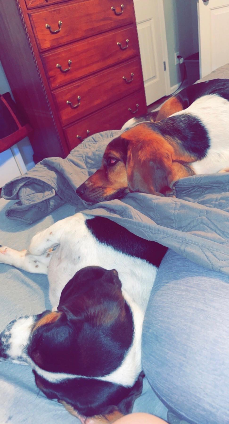 Enlarge Nellie, an adopted Basset Hound in Columbia, SC image 2/3