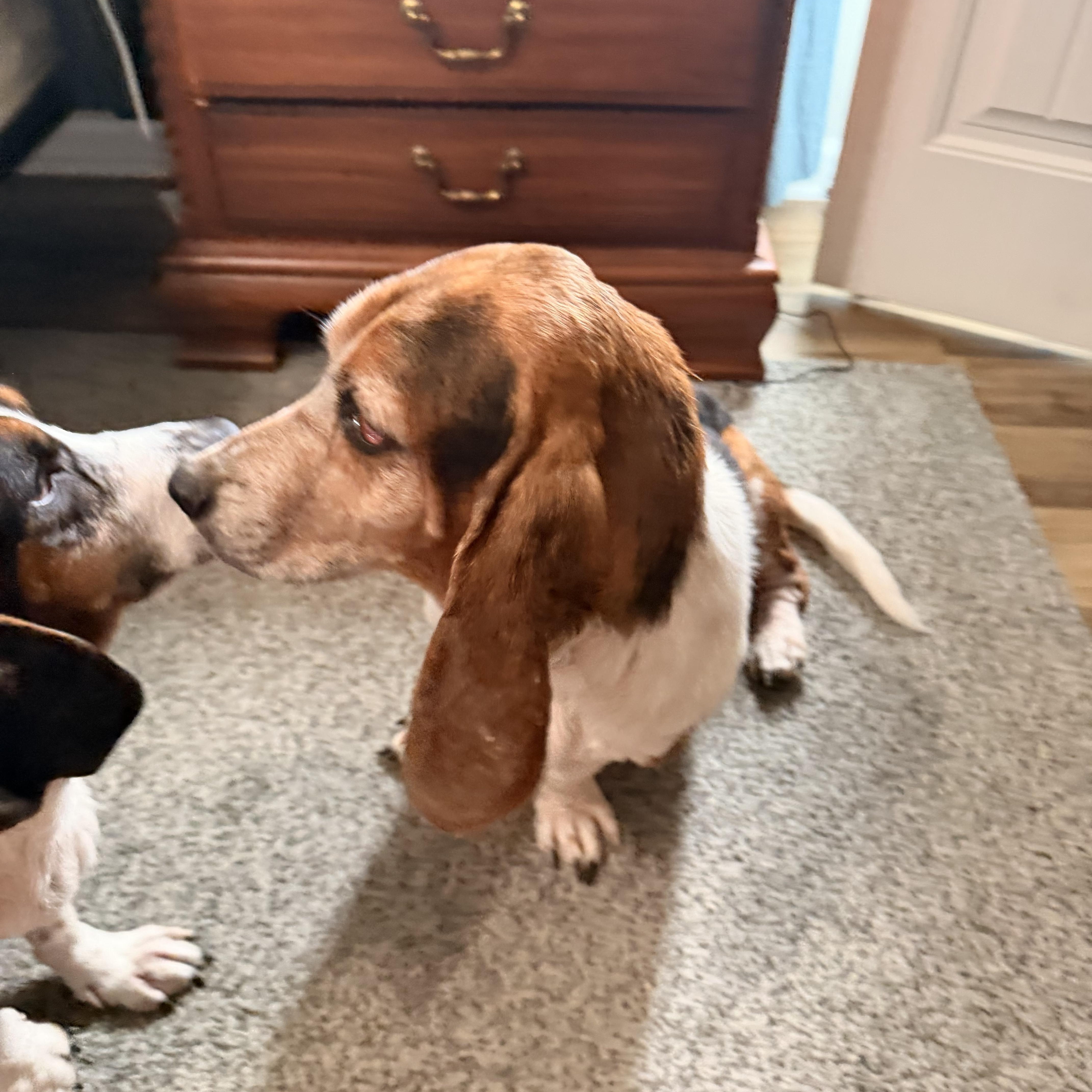 Enlarge Nellie, an adopted Basset Hound in Columbia, SC image 3/3