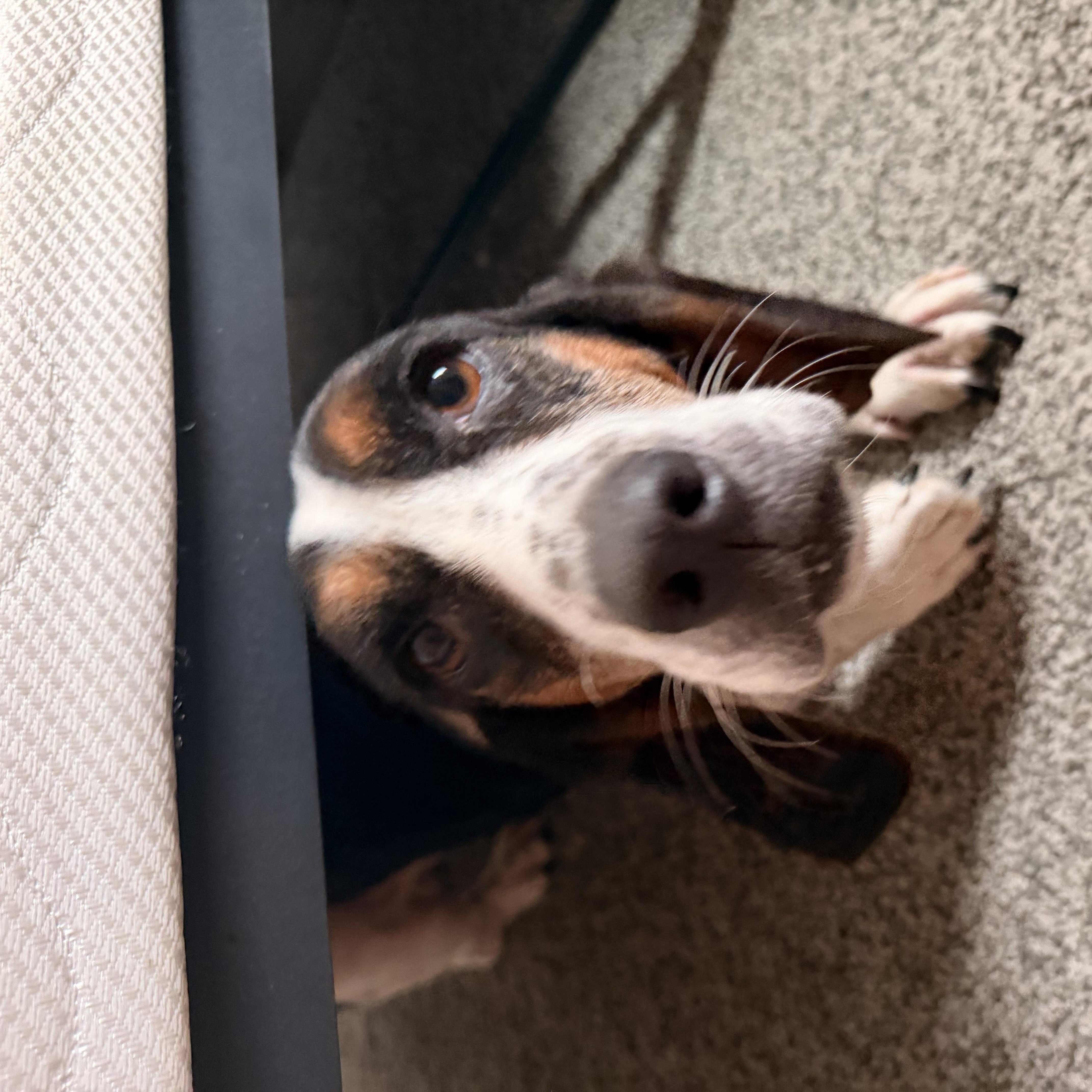 Nellie, adopted, Adult Female Basset Hound.