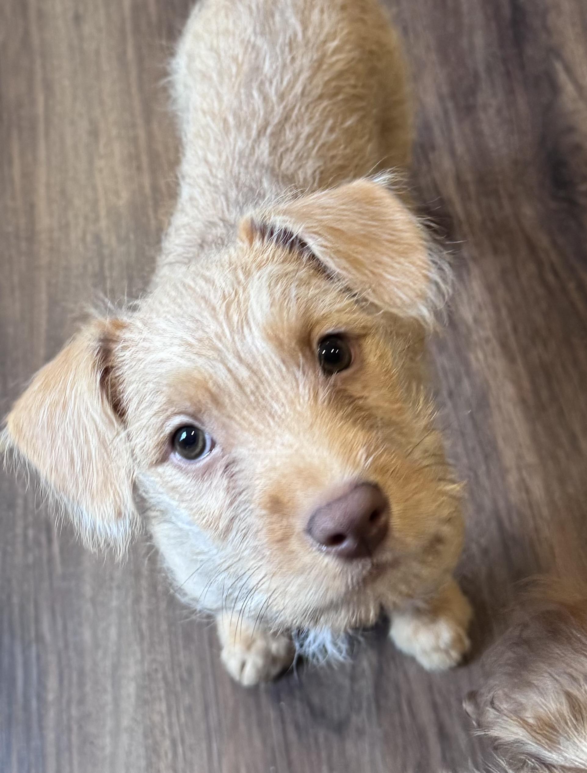 Luna, Adopted, Puppy Female Wirehaired Terrier.