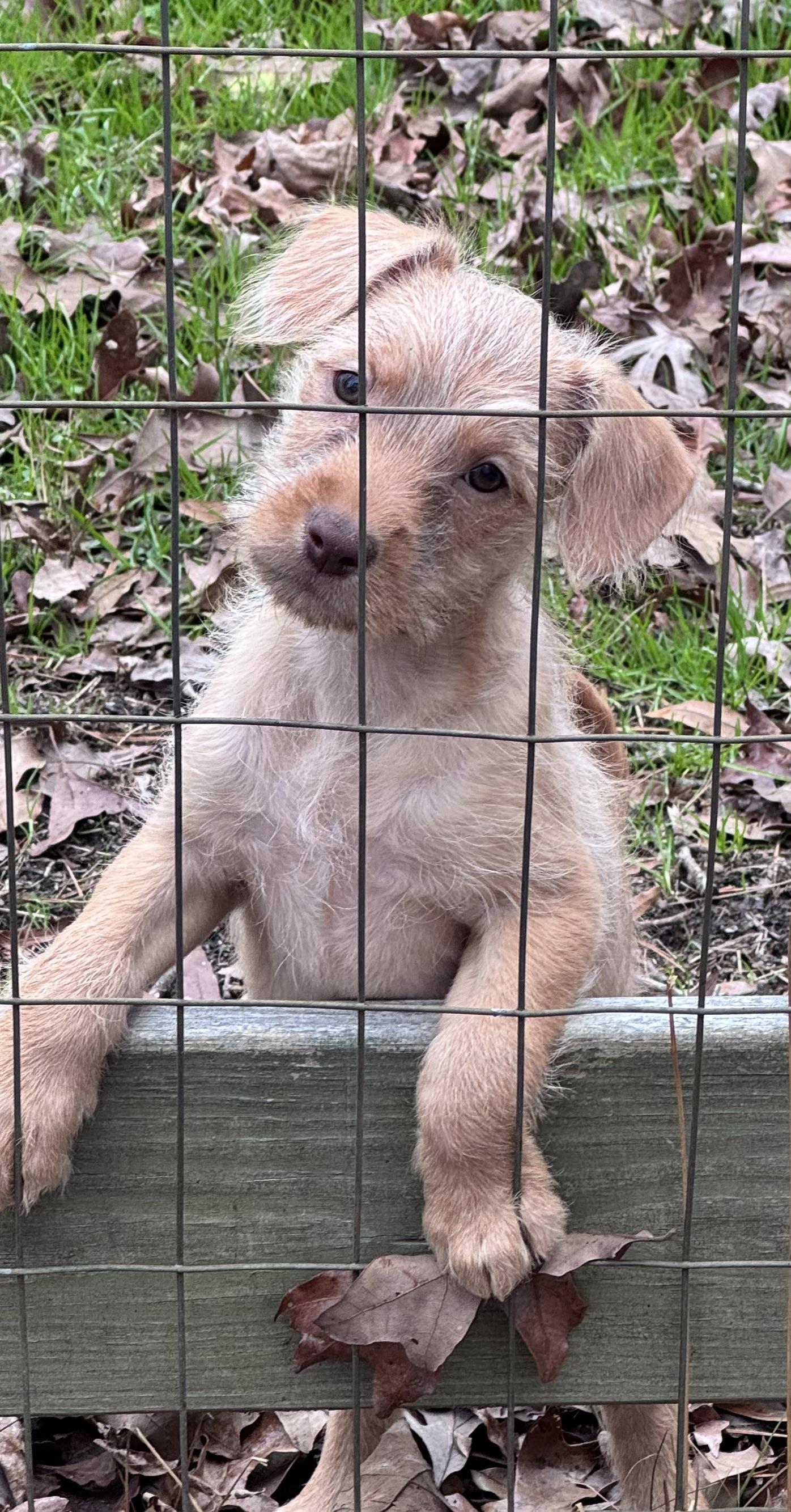 Luna, a Adopted mixed breed in Monroe, NC image 4/5
