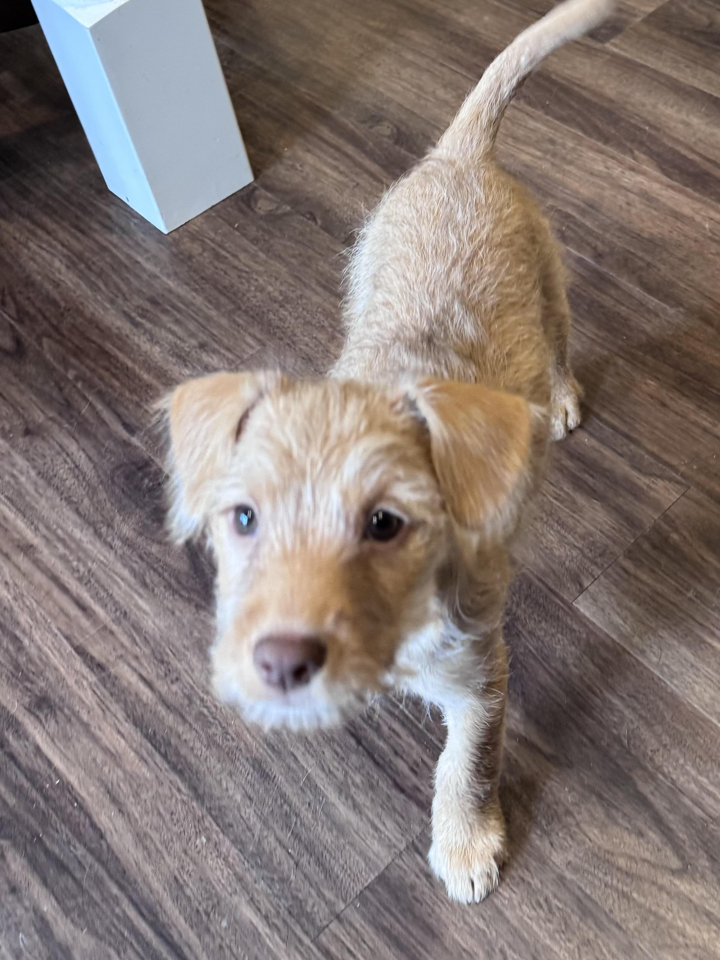 Luna, a Adopted mixed breed in Monroe, NC image 2/5