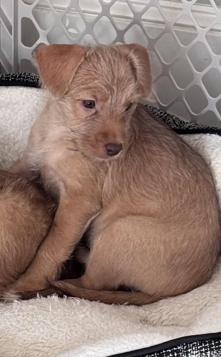 Luna, a Adopted mixed breed in Monroe, NC image 5/5