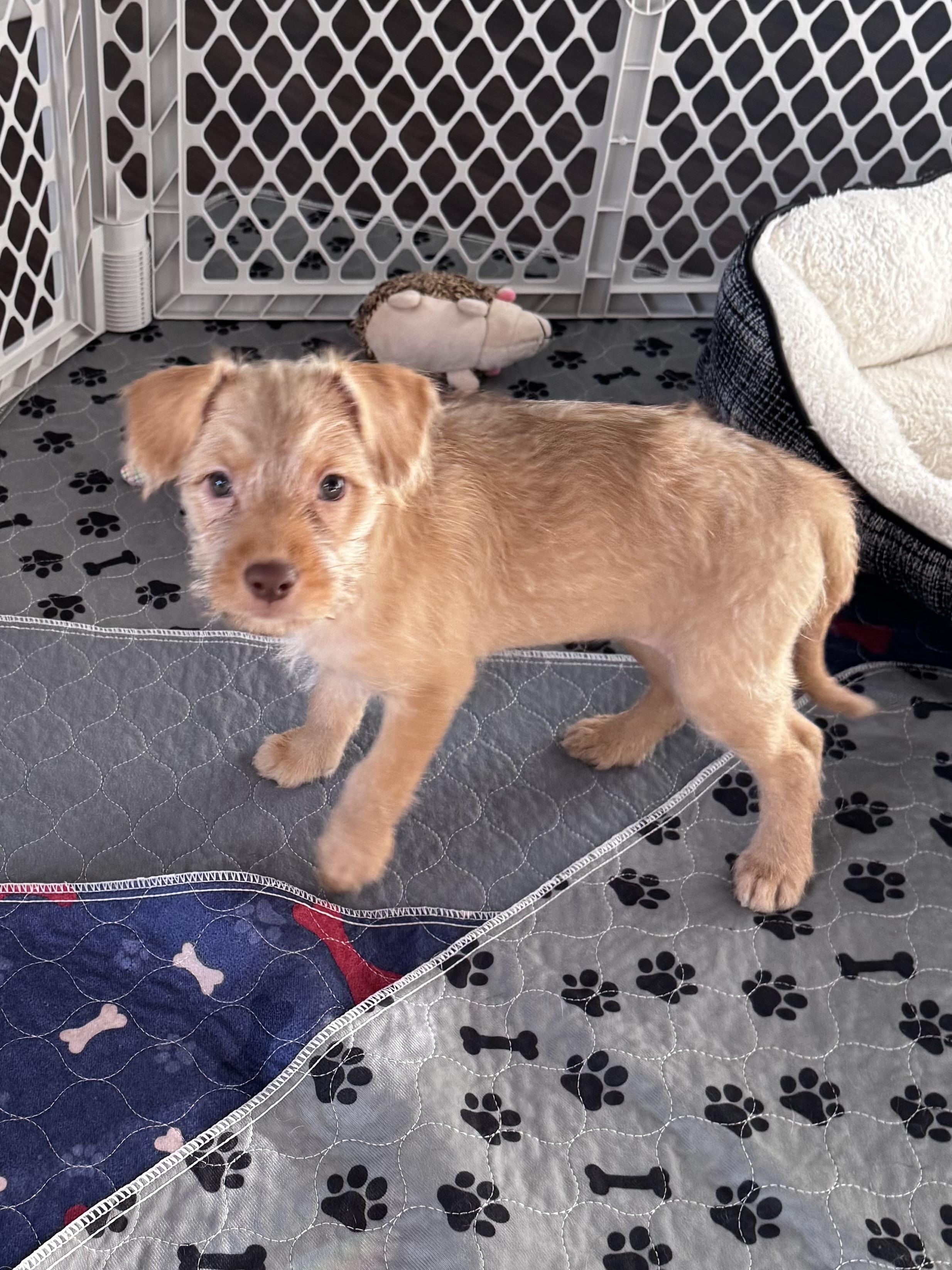 Luna, a Adopted mixed breed in Monroe, NC image 3/5