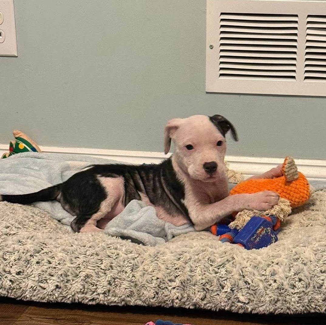 Enlarge Fajita, a ADOPTABLE mixed breed in Bethlehem, PA image 2/5