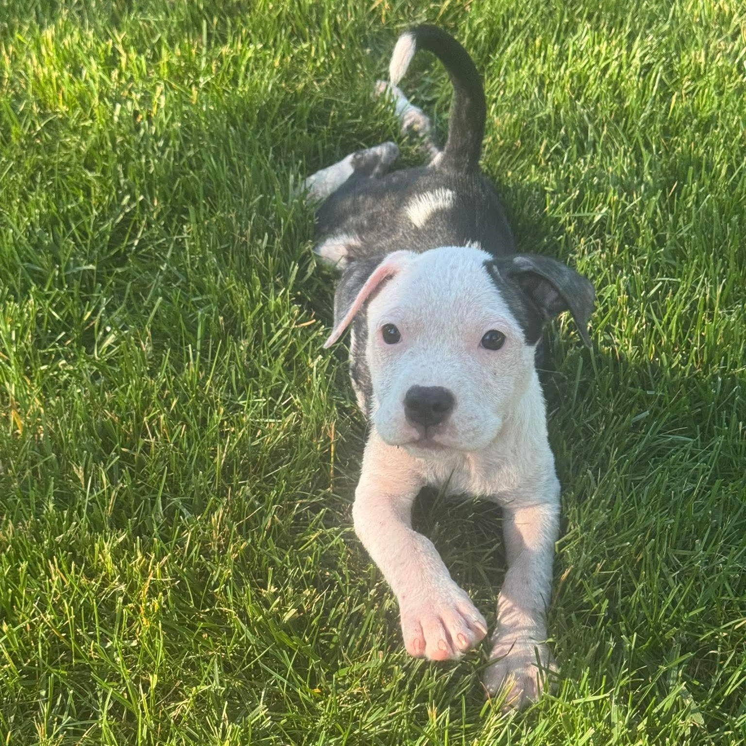 Fajita, ADOPTABLE, Puppy Female Pit Bull Terrier.