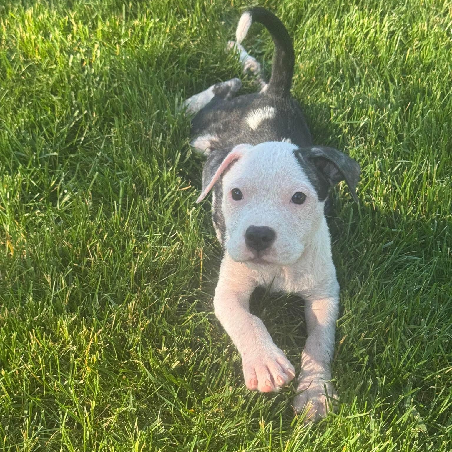 Enlarge Fajita, a ADOPTABLE mixed breed in Bethlehem, PA image 5/6