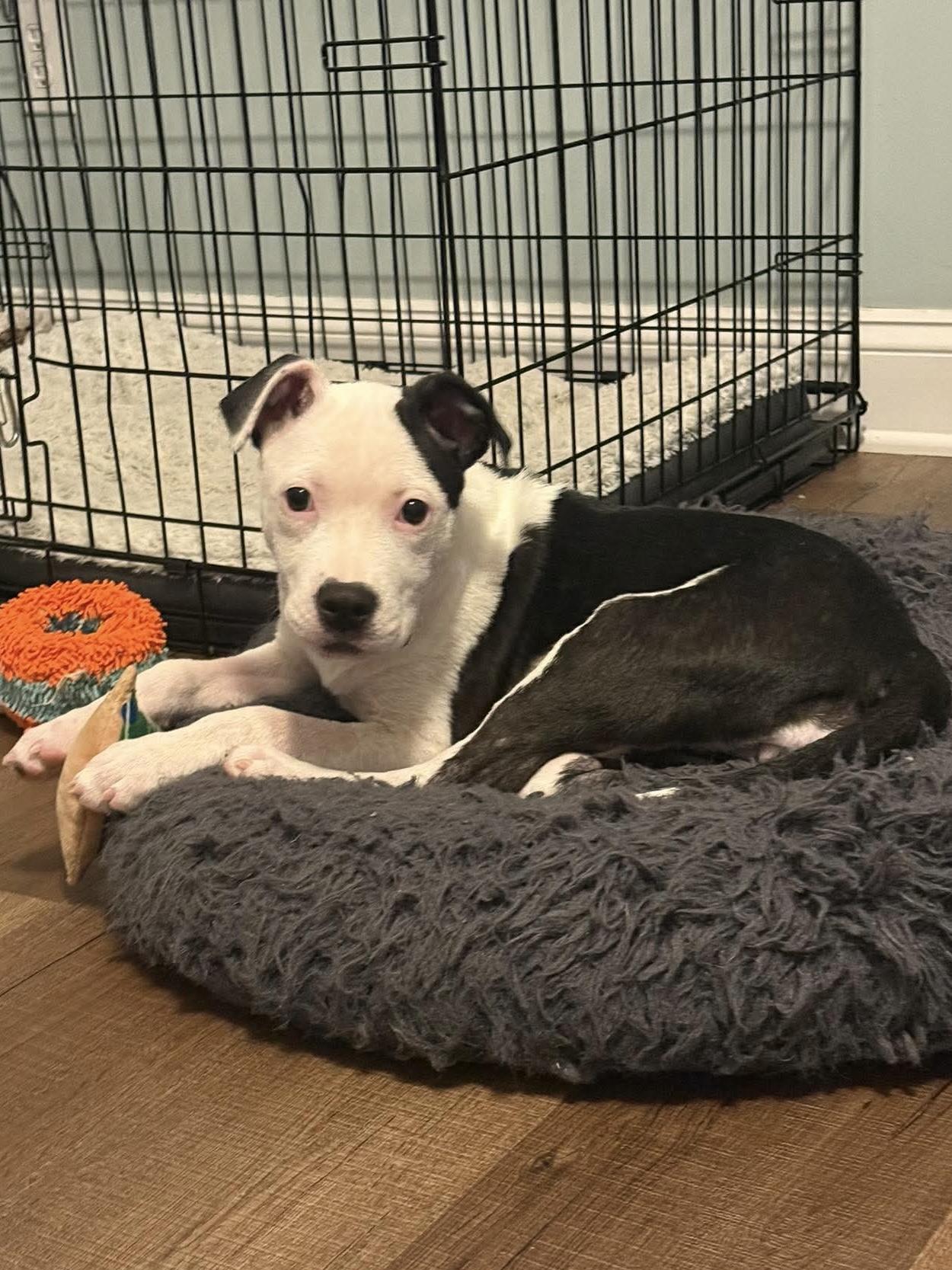 Enlarge Fajita, a ADOPTABLE mixed breed in Bethlehem, PA image 2/6