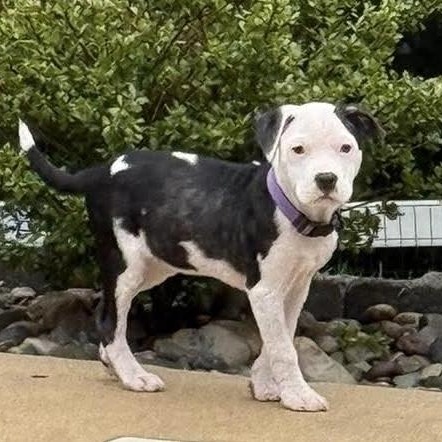 Enlarge Fajita, a ADOPTABLE mixed breed in Bethlehem, PA image 4/6