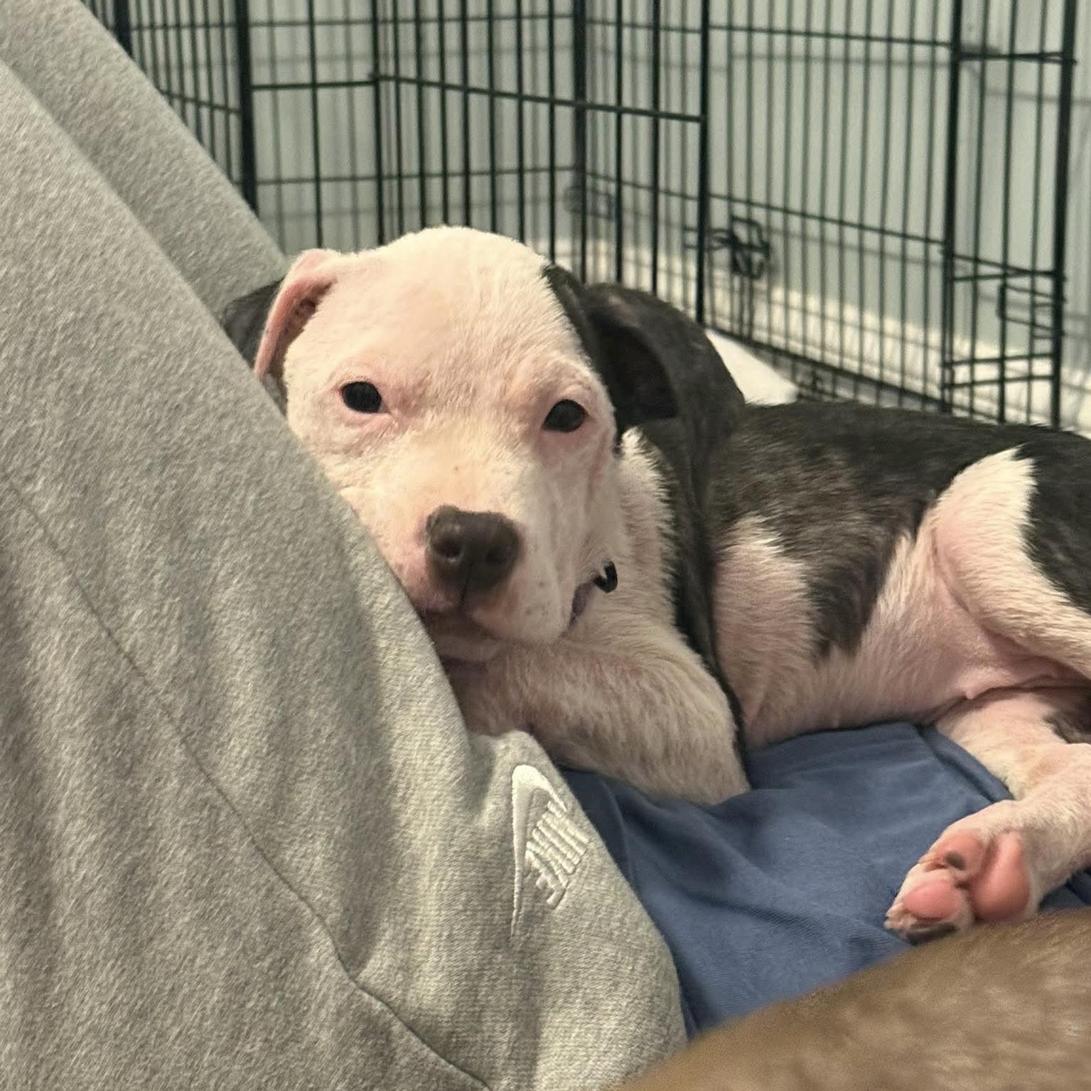Enlarge Fajita, a ADOPTABLE mixed breed in Bethlehem, PA image 6/6
