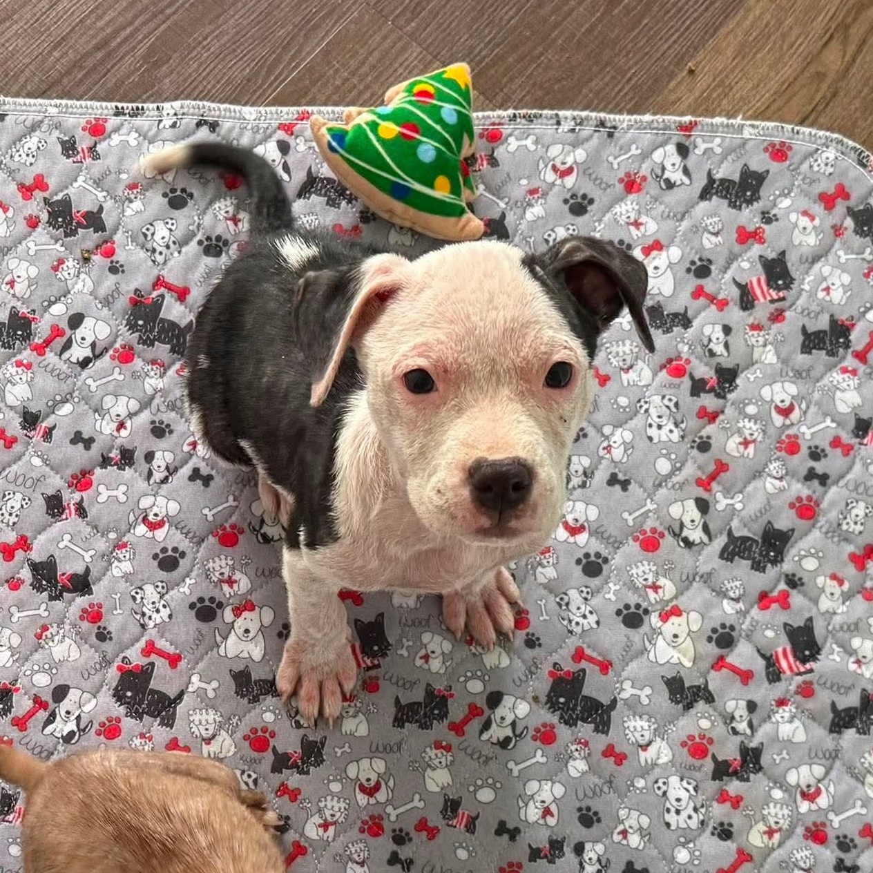 Enlarge Fajita, a ADOPTABLE mixed breed in Bethlehem, PA image 4/5