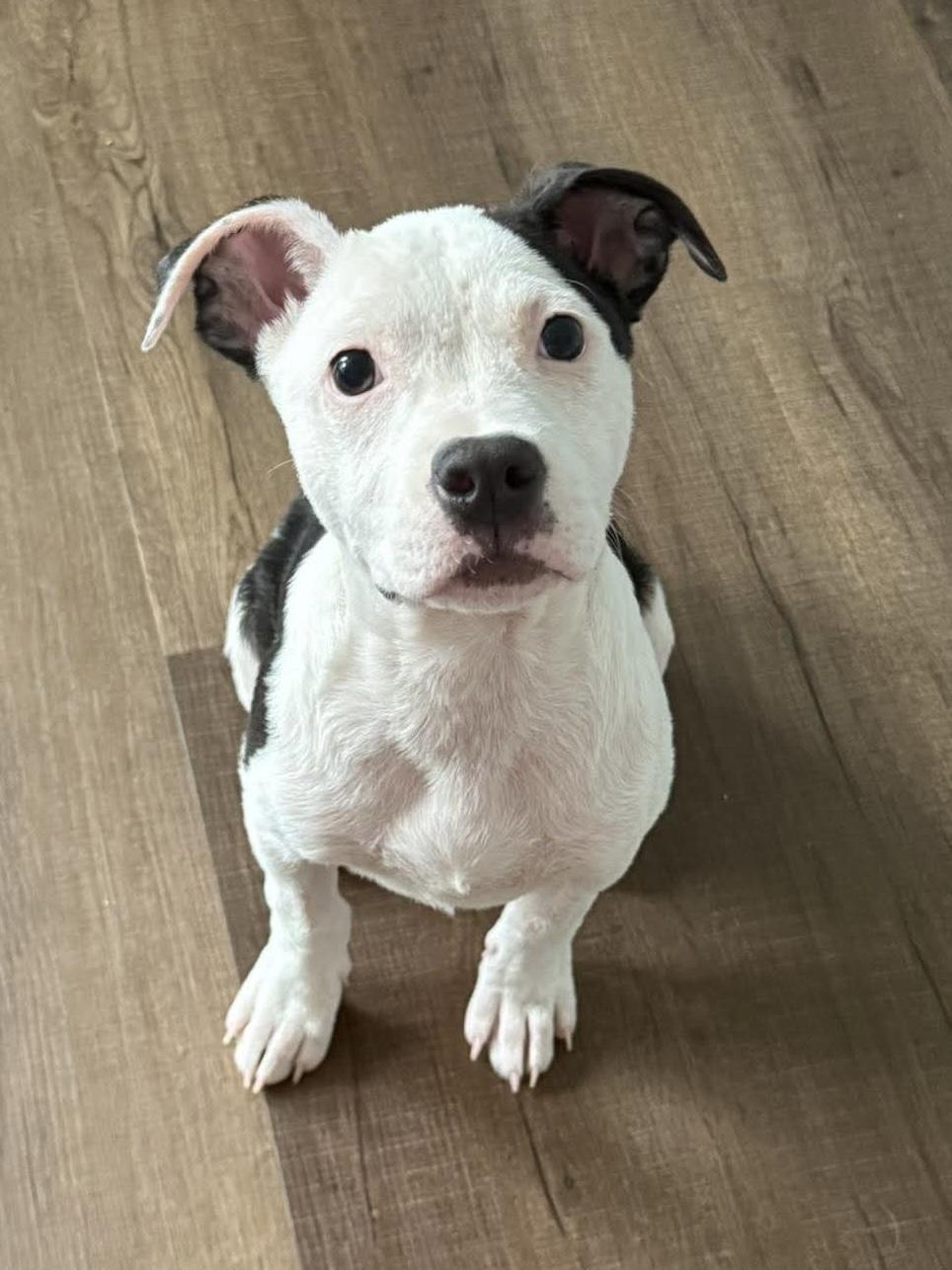Enlarge Fajita, a ADOPTABLE mixed breed in Bethlehem, PA image 1/6