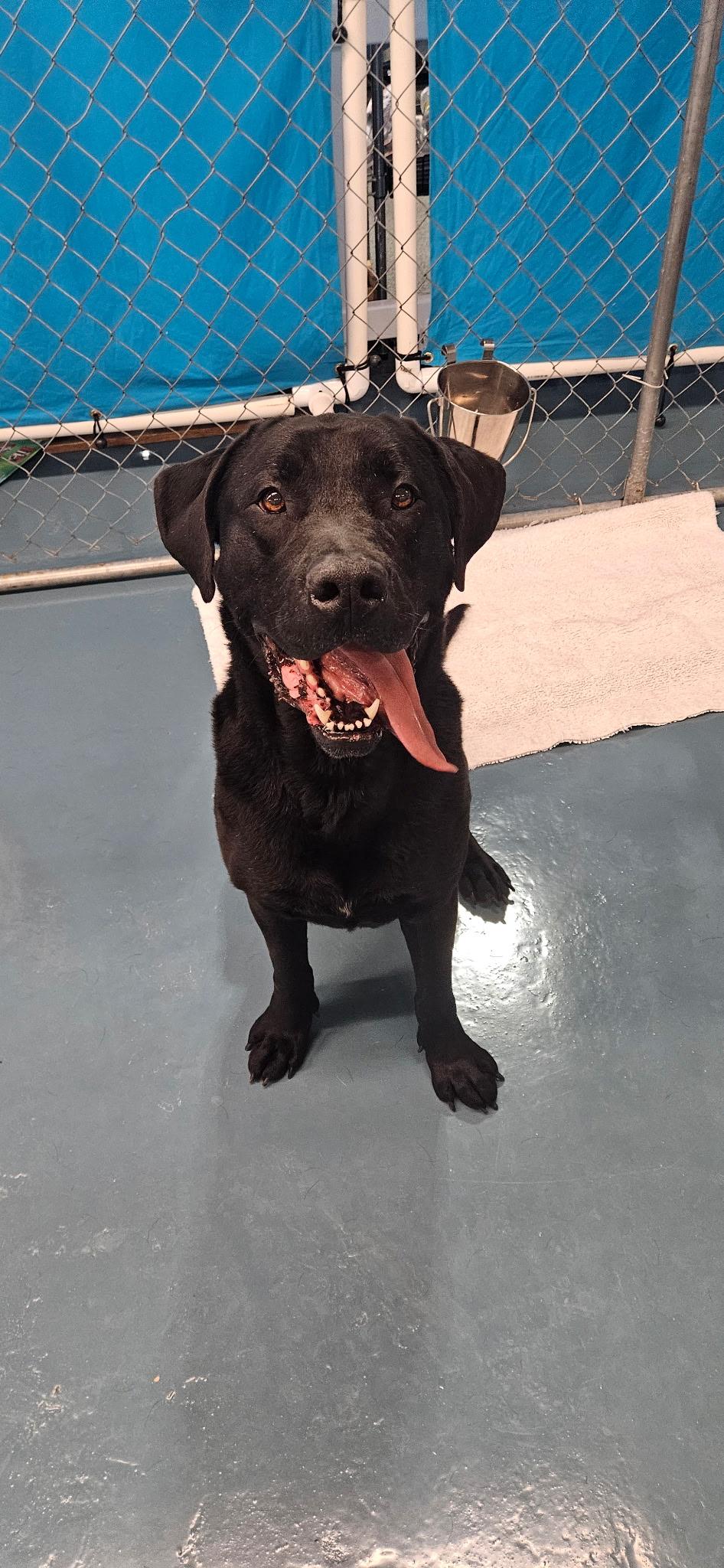 Enlarge Tucker, a ADOPTABLE Black Labrador Retriever in Crystal Lake, IL image 2/5