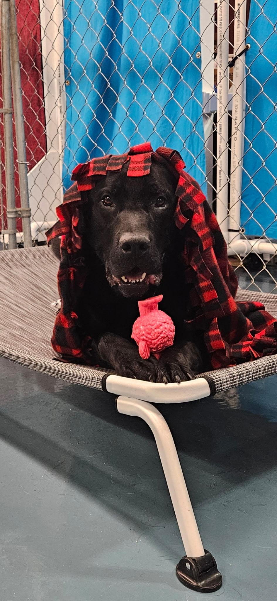 Enlarge Tucker, a ADOPTABLE Black Labrador Retriever in Crystal Lake, IL image 5/5