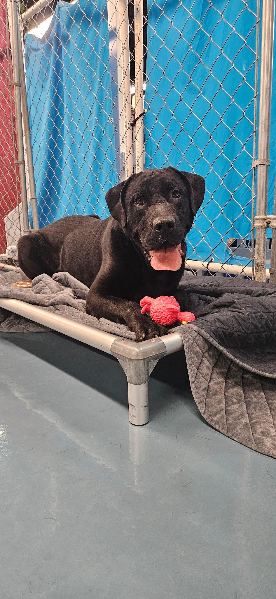 Enlarge Tucker, a ADOPTABLE Black Labrador Retriever in Crystal Lake, IL image 1/5