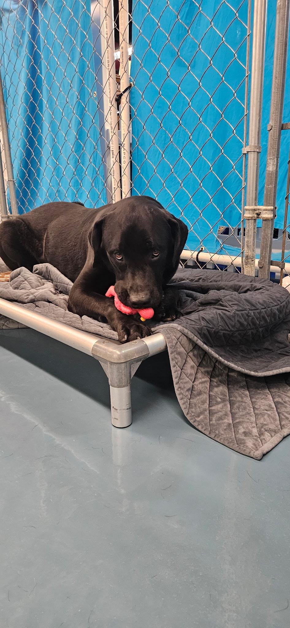 Enlarge Tucker, a ADOPTABLE Black Labrador Retriever in Crystal Lake, IL image 3/5